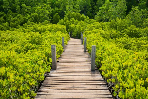Wooden Bridge Mangroves Tung Prong Thong Golden Mangrove Field Rayong — Stock Photo, Image