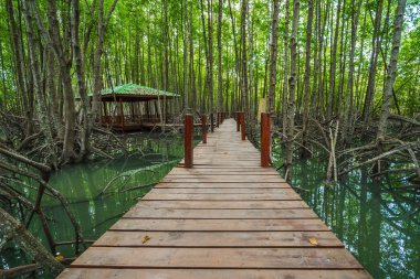 Tung sivri uç tanga, Rayong Eyaleti, Tayland, mangrov orman içinde ahşap köprü