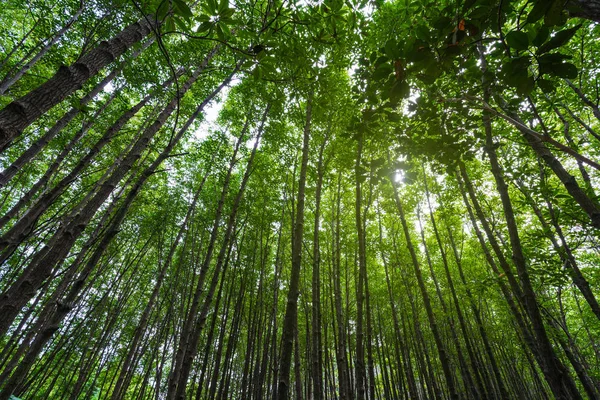 Perspectief Weergave Van Mangrovebossen Met Groene Bladeren Tung Prong Thong — Stockfoto