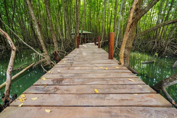 Ponte Madeira Uma Floresta Mangue Tung Prong Thong Província Rayong — Fotografia de Stock