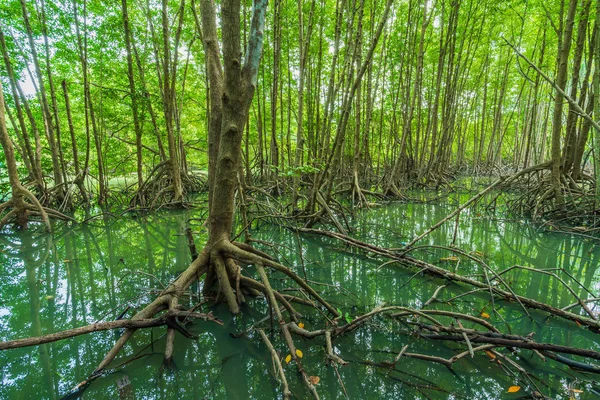 Mangrove Bos Boom Wortel Tung Prong Thong Provincie Rayong Thailand — Stockfoto