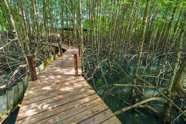 Ponte Madeira Uma Floresta Mangue Tung Prong Thong Província Rayong — Fotografia de Stock