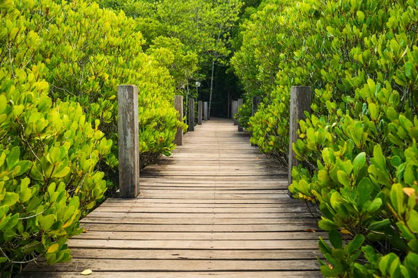 Puente Madera Manglares Tung Prong Thong Golden Mangrove Field Provincia — Foto de Stock