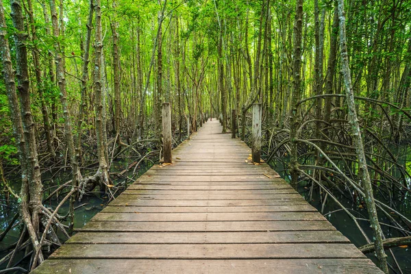 wooden bridge in a mangrove forest at Tung Prong Thong, Rayong province, Thailand