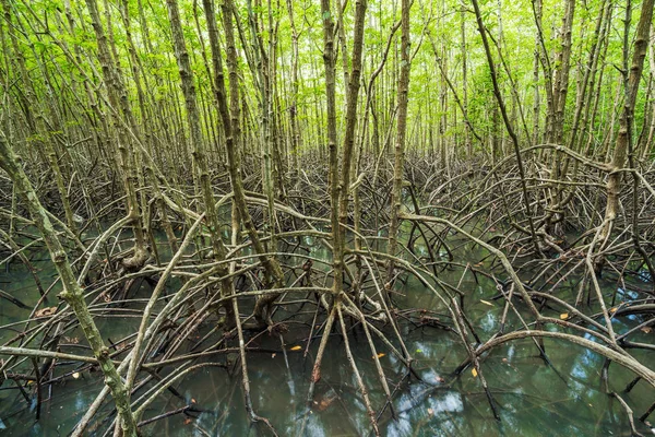 Mangrove Bos Boom Wortel Tung Prong Thong Provincie Rayong Thailand — Stockfoto