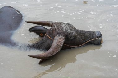 su bufalosu oynama ve gölde Yüzme 