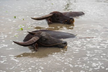 su bufalosu oynama ve gölde Yüzme 
