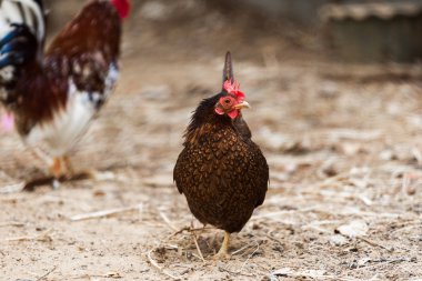 bir çiftliği tavuk