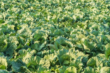 Çiftlik taze büyük lahana