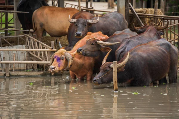 water buffalo and albino buffalo resting in the pond