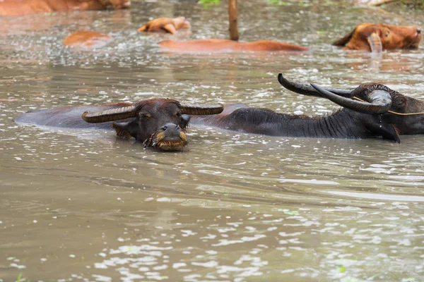 Water Buffalo Playing Swimming Pond — Stock Photo, Image