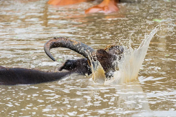 Water Buffalo Playing Water Splashing Pond — Stock Photo, Image