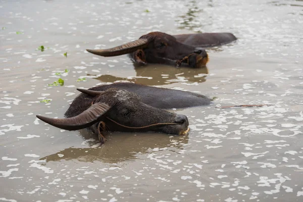 su bufalosu oynama ve gölde Yüzme 
