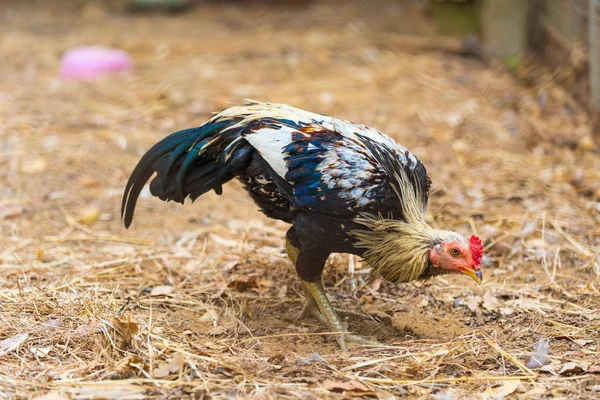 Chicken Farm — Stock Photo, Image