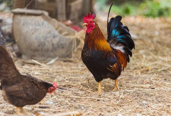 Chicken Farm — Stock Photo, Image