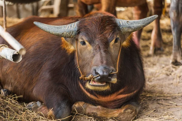 Water Buffalo Resting — Stock Photo, Image