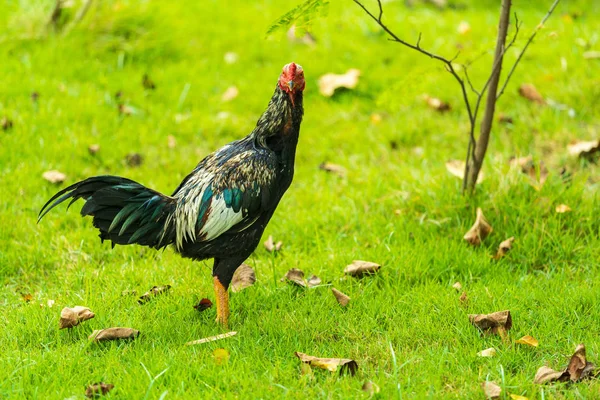 Pollo Una Fattoria — Foto Stock