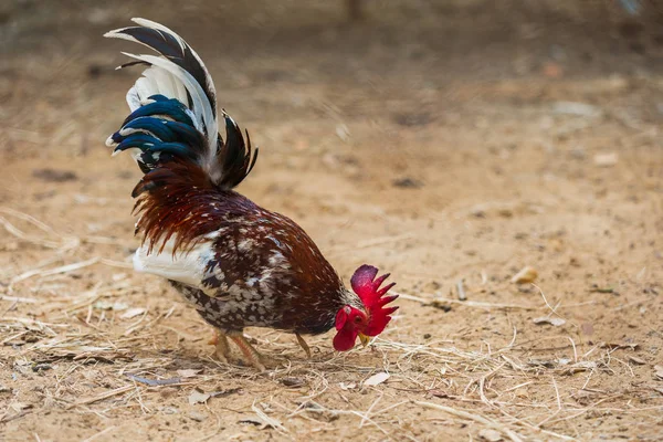 Chicken Farm — Stock Photo, Image