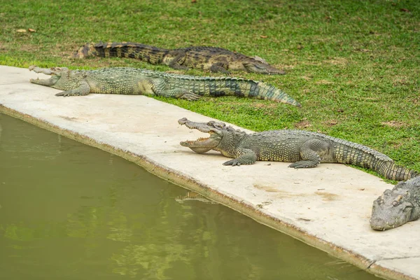 Krokodil Resitng Egy Farm — Stock Fotó