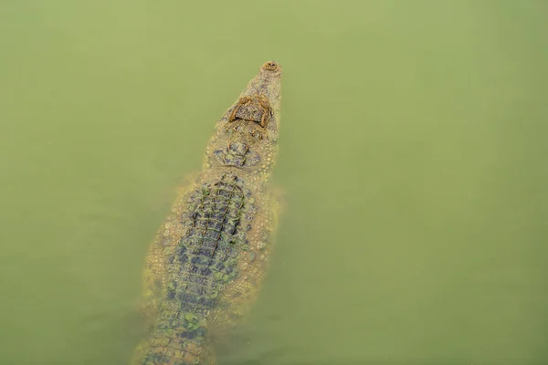 Krokodil Schwimmt Wasser — Stockfoto