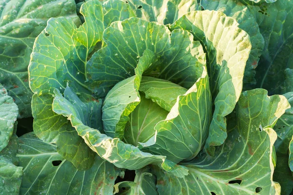 Fresh Big Cabbage Farm — Stock Photo, Image