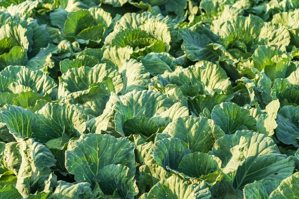 Fresh Big Cabbage Farm — Stock Photo, Image