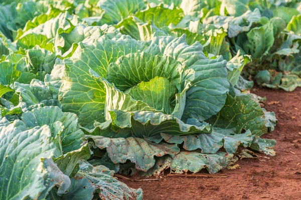 Fresh Big Cabbage Farm — Stock Photo, Image