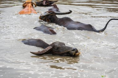 su bufalosu oynama ve gölde Yüzme 