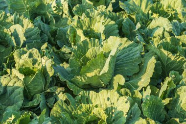 Çiftlik taze büyük lahana