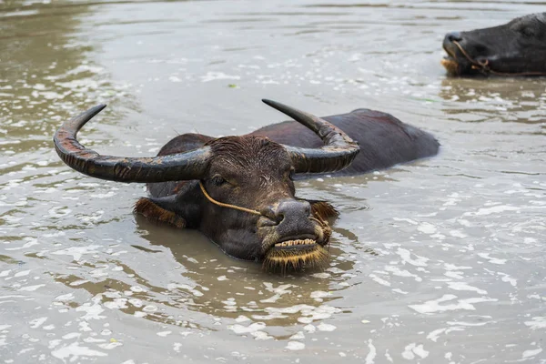 Water Buffalo Playing Swimming Pond — Stock Photo, Image