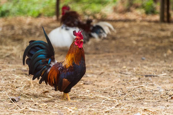 Chicken Farm — Stock Photo, Image