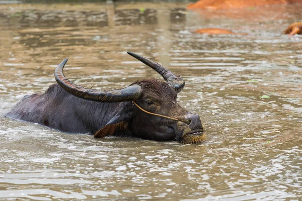 water buffalo is playing and swimming in the pond