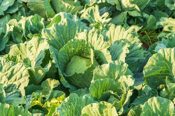 Fresh Big Cabbage Farm — Stock Photo, Image