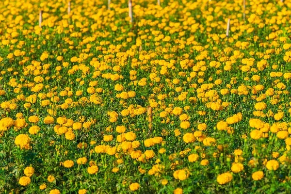 marigold flower in farm field