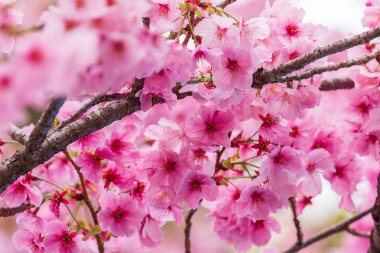 Sakura, ilkbahar mevsiminde Kiraz Çiçeği çiçeği