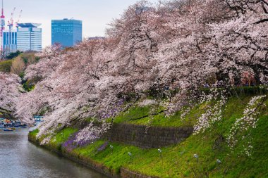 Sakura, Chidorigafuchi Park'ta Kiraz çiçeği festivali