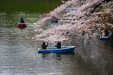 Chidorigafuchi Park'ta kiraz çiçeği festivali. Chidorigafuchi P