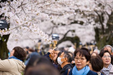Chidorigafuchi Park'ta kiraz çiçeği festivali. Chidorigafuchi P