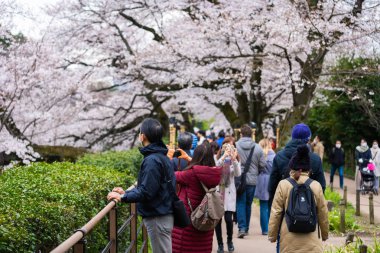 Chidorigafuchi Park'ta kiraz çiçeği festivali. Chidorigafuchi P