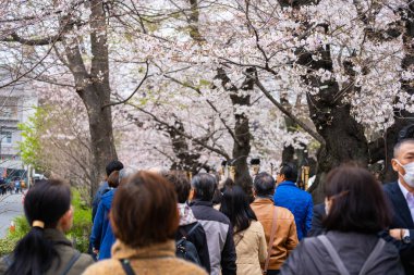 Chidorigafuchi Park'ta kiraz çiçeği festivali. Chidorigafuchi P