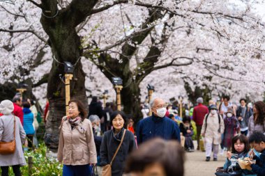 Chidorigafuchi Park'ta kiraz çiçeği festivali. Chidorigafuchi P