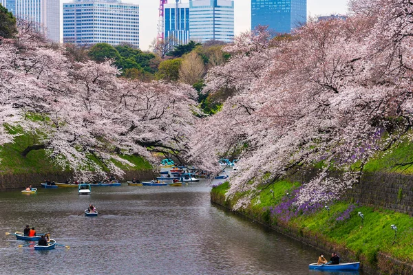 Festival de flores de cerezo en el Parque Chidorigafuchi. Chidorigafuchi P — Foto de Stock