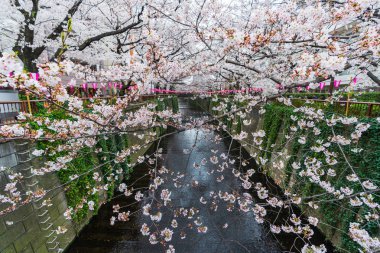 Meguro Nehri'nde tam çiçek li kiraz çiçeği festivali