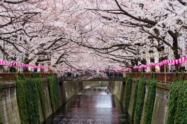 Meguro Nehri'nde tam çiçek kiraz çiçeği festivali . Meguro R