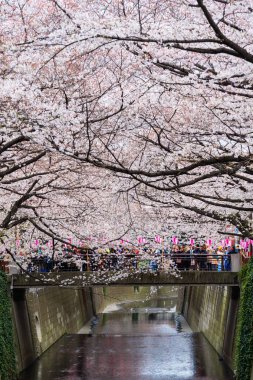 Meguro Nehri'nde tam çiçek kiraz çiçeği festivali . Meguro R