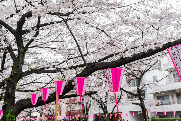 Hermosa Sakura, flor de cerezo con linterna en Meguro r — Foto de Stock