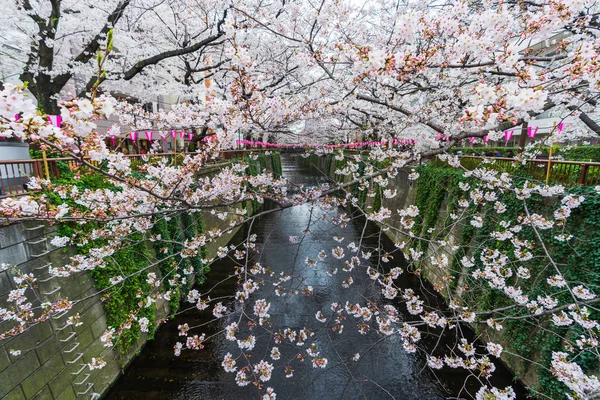Cherry blossom festival in full bloom at Meguro River — Stock Photo, Image