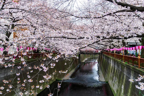 Festival de flores de cerezo en plena floración en el río Meguro — Foto de Stock