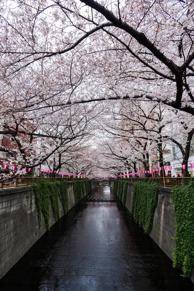 Festival de flores de cerezo en plena floración en el río Meguro. Meguro R — Foto de Stock