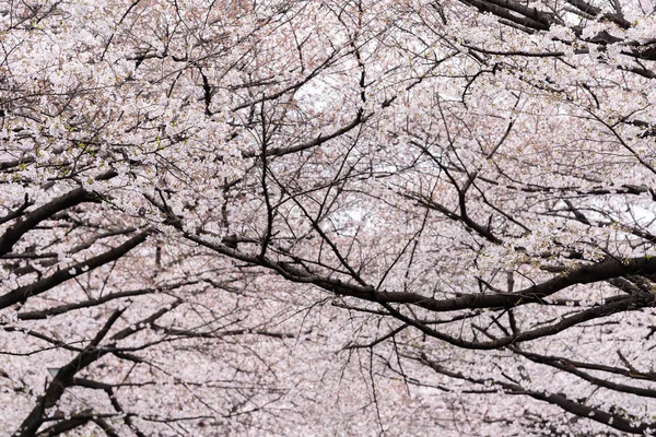 Beautiful Sakura, Cherry Blossom flower — Stock Photo, Image